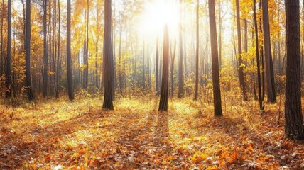 Obraz premium Sunlit Autumn Forest with Golden Leaves and Sunlight Streaming Through Branches