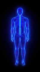 Human anatomy, skeletal, muscular system, illustration, medical
