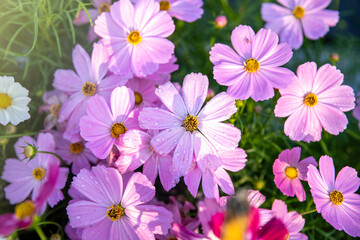 Primrose or primula in the spring garden. Blooming purple Primroses flowers. Primula Polyanthus. Purple flowers in spring garden. Primroses in springtime.