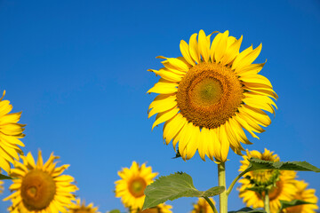 Sunflowers, Japan, Sunflower fields blooming on. blue sky background