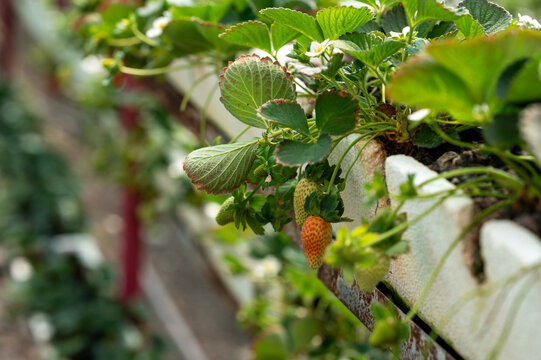 Close-up of strawberry growing on plant from Taif, Saudi Arabia