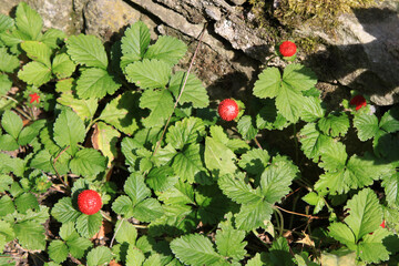 Walderdbeeren, Rotbeere, Monatserdbeere, Buscherdbeere