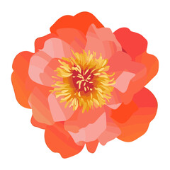 Red peony illustration vibrant flower vector