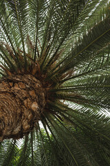 Close-Up of Palm Tree Leaves with Soft Lighting and Natural Tropical Aesthetic
