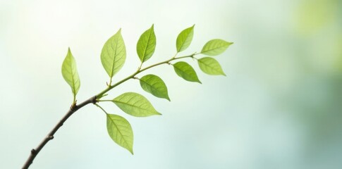 Obraz premium Delicate branch with leaves on white background, trees, minimalist