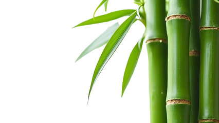 Bamboo stalks and leaves isolated on a transparent background showcasing vibrant green colors and natural beauty