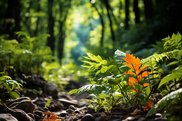 ravine is filled with thriving green trees, their vibrant leaves, deep shade, and a feeling of sanctuary and abundance in woodland