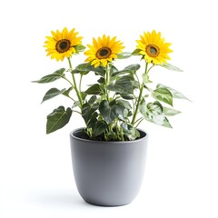 Obraz premium Trio of Sunshine: Three vibrant sunflowers burst forth from a gray pot, showcasing their radiant yellow petals and capturing the essence of nature's brilliance