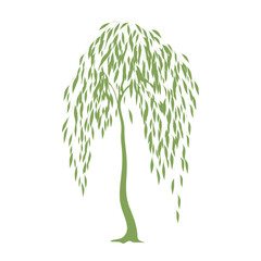 Willow tree illustration chandelier botanical vector