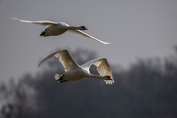 Fototapeta premium Fliegendes Schwan Paar über dem See - Wildlife