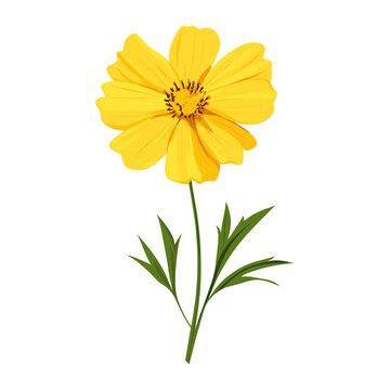yellow flower on stem, white background clip art preview