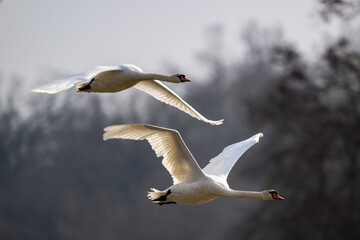 Fliegendes Schwan Paar über dem See - Wildlife
