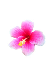 Fototapeta premium Hibiscus flower isolated on white background