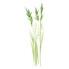Flat vector of wild grass illustration plant green vector
