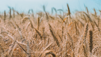 Fototapeta premium spikelets of wheat on a field on a farm against the backdrop of a clear blue sky