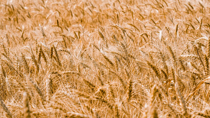 wheat spikelets pattern on the field