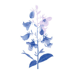 Bluebell illustration flower plant vector