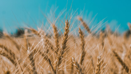 spikelets of wheat on a field on a farm against the backdrop of a clear blue sky