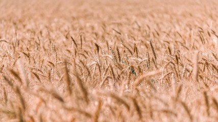 wheat spikelets pattern on the field