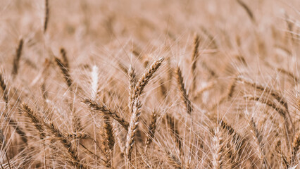 Fototapeta premium spikelets of wheat on a farm field close up
