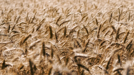 spikelets of wheat on the field close up