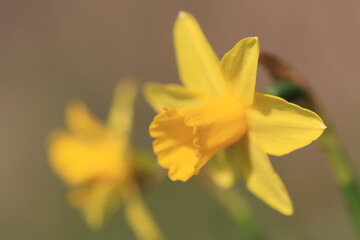 Obraz premium yellow daffodils in spring, daffodils in the garden, Daffodils shining in the sun, narcissus