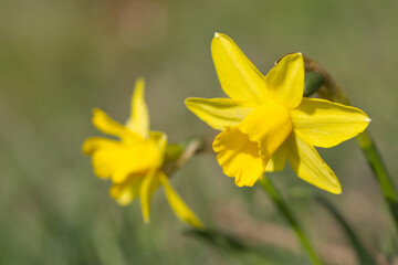 yellow daffodils in spring, daffodils in the garden, Daffodils shining in the sun, narcissus