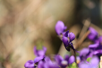 violet violets in the sunlight in the background brown foliage, purple violets in the sunlight,...