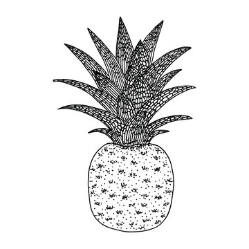 recommend clip art: Pineapple illustration fruit white vector