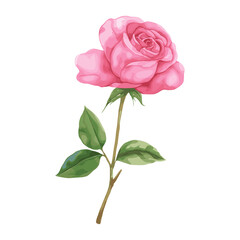 Fototapeta premium Pink Rose rose illustration watercolor vector