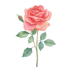 Pink Rose rose illustration watercolor vector
