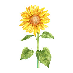 Obraz premium Sunflower sunflower leaf illustration vector