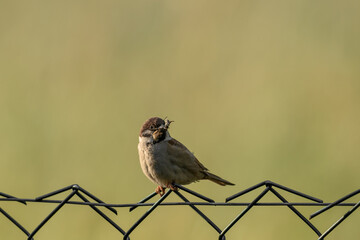 Ptak wróbel mazurek z obiadem w dziobie © Paweł Kacperek
