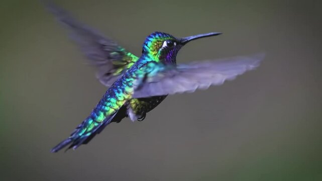 A vibrant hummingbird hovers mid-air, its iridescent feathers shimmering in the sunlight while its wings beat rapidly in a display of agility and natural elegance