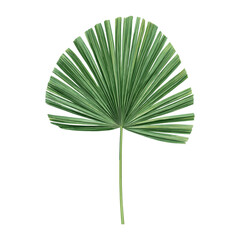 Green palm leaf illustration art arecaceae vector