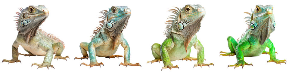 Naklejka premium Detailed close up portraits of several vibrant green iguanas perched and observing their surroundings in a lush natural environment