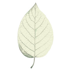 Obraz premium Tropical green leaf illustration plant art vector