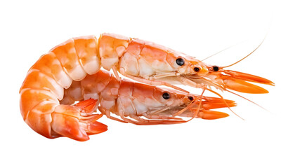 shrimp isolated on white background