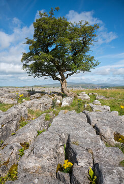 Limestone pavement at Winskill Stones, near Stainforth, Ribblesdale, Yorkshire Dales National Park, England