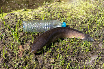 Striped snakehead fish - Channa striata from natural trapped by make fishing hook using plastic water bottle on grass in rice field by pond.