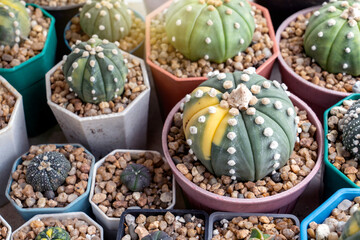 Sand Dollar Cactus Astrophytum asterias Variegata of various sizes in plastic pots in a nursery with the sunlight shining in.