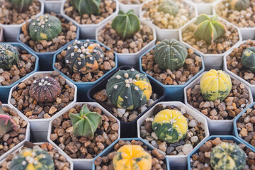 Background of Sand Dollar Cactus Astrophytum asterias Variegata seedlings in plastic pots arranged in rows in a nursery with the sunlight shining in.