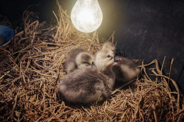 Raising poultry How to brood healthy. Three Newly hatched gray african or shitou goose gosling with warmth from bulb incandescent lamp on straw or dry grass in nursery. © Panupong