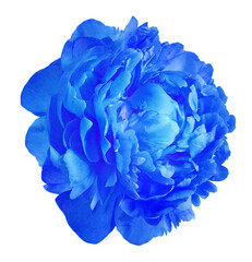 Blue peony flower  on  a white isolated background with clipping path. Closeup. For design. Nature.