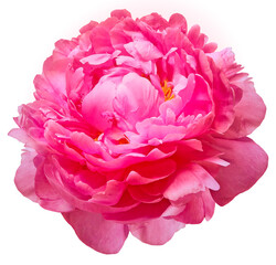 Fototapeta premium Pink peony flower on a white isolated background with clipping