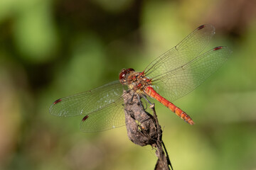 Male Common Darter dragonfly, Sympetrum striolatum, Dumfries & Galloway, Scotland