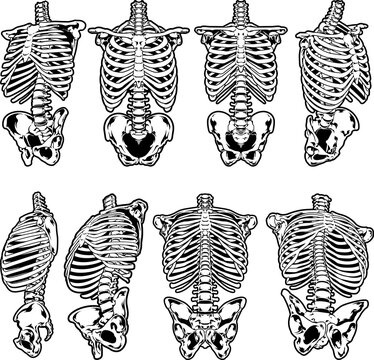 set of skeleton torso anatomy in different angles