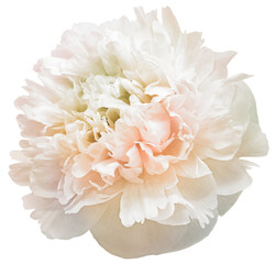 Peony flower  on  a  white isolated background with clipping path. Closeup. For design. Nature.