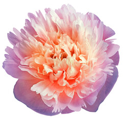 Pink peony flower  on  a  white isolated background with clipping path. Closeup. For design. Nature.
