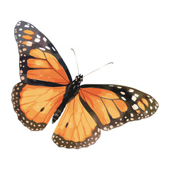 Fototapeta premium Butterfly butterfly monarch illustration vector